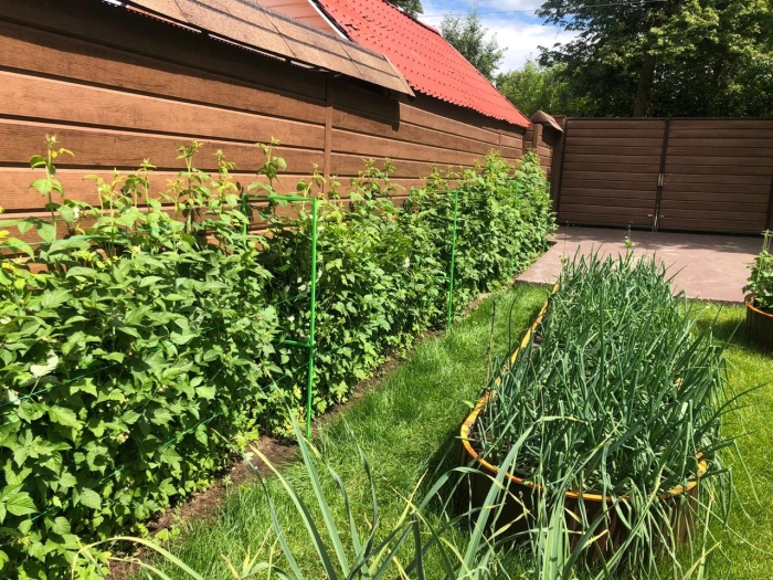 Ежевика живая изгородь