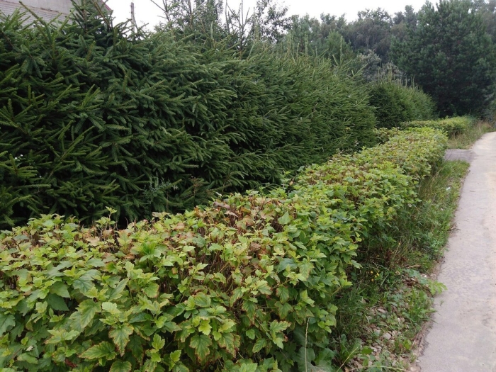 Пузыреплодник лютеус живая изгородь