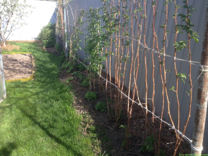 Подвязка малины весной