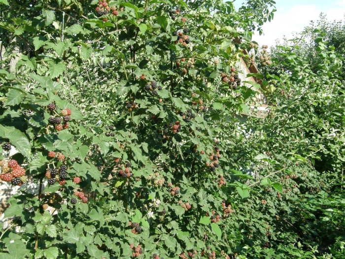 Торнфри ежевика