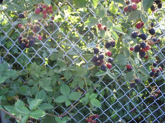 Ежевика блэк сатин