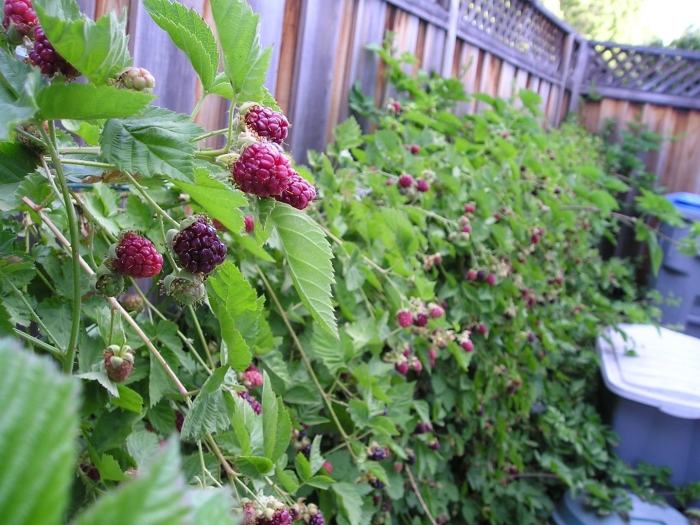 Ежемалина тайберри