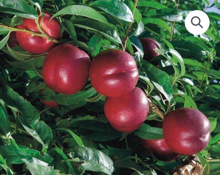 Нектарин карликовый рубис