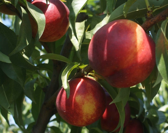 Нектарин свит леди