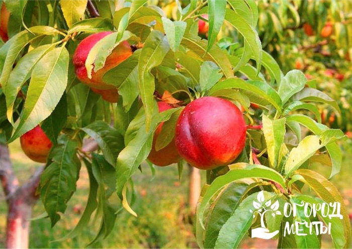 Персик фаворит мореттини