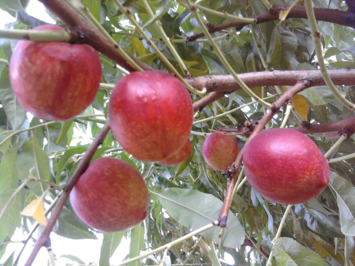 Нектарин рубин 8