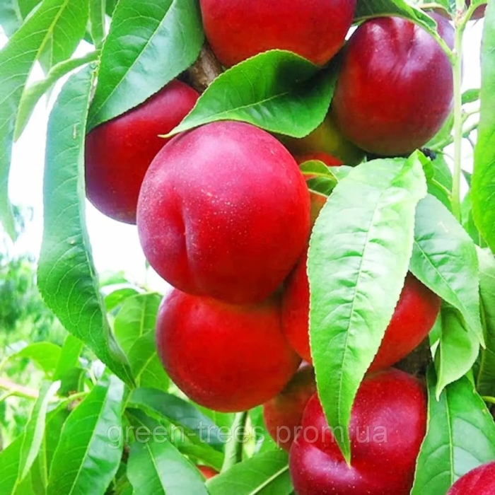 Нектарин харко