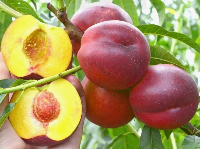 Саженцы нектарина рубиновый