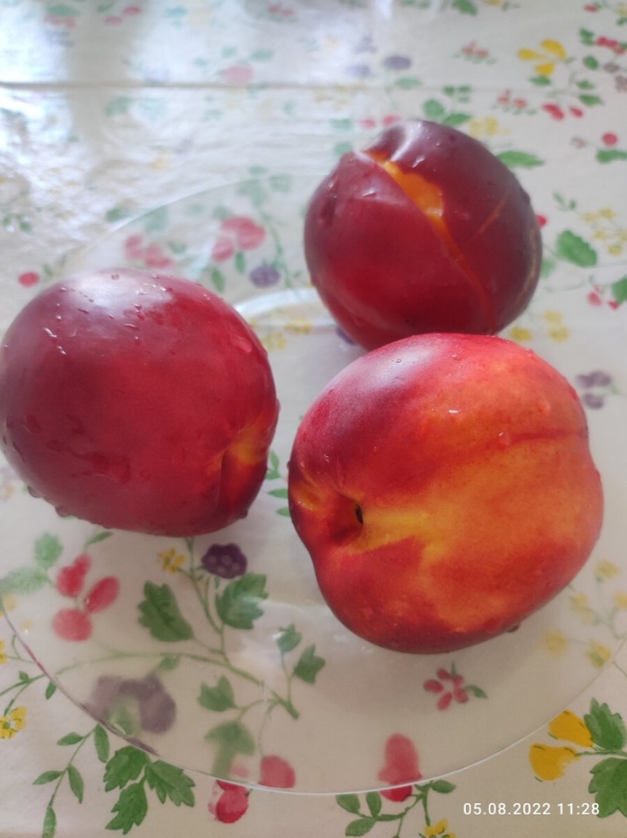 Персик слива нектарин гибрид