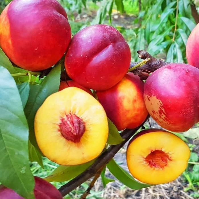 Нектарин супер квин