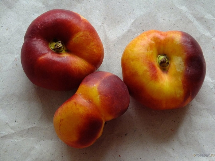 Нектарин плоский