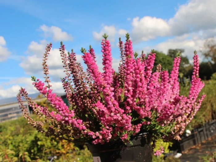 Вереск обыкновенный calluna vulgaris