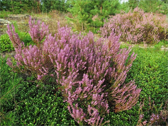 Calluna vulgaris 'oslo'