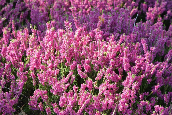 Вереск обыкновенный