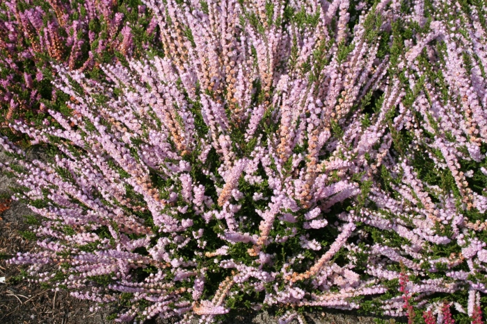 Вереск обыкновенный calluna vulgaris
