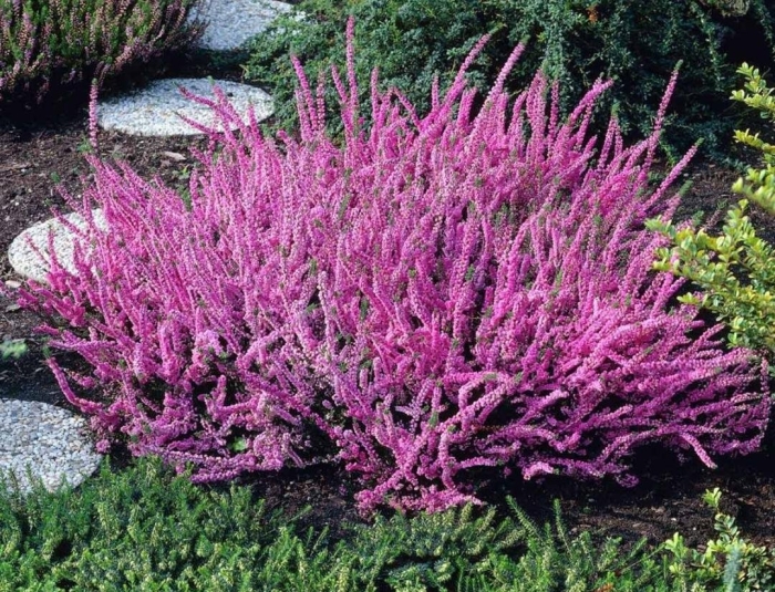 Вереск обыкновенный элси пурнелл