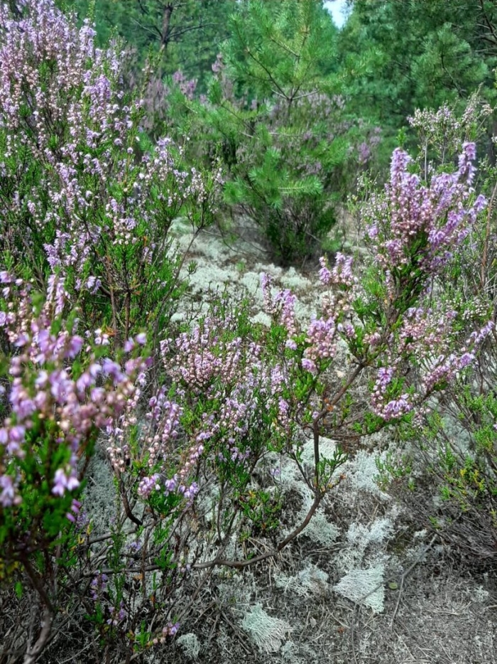 Вереск бадблюмерс