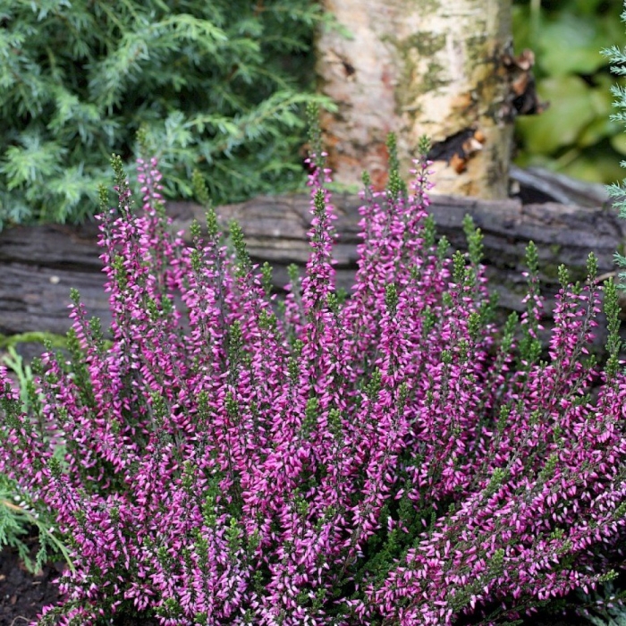 Вереск calluna vulgaris