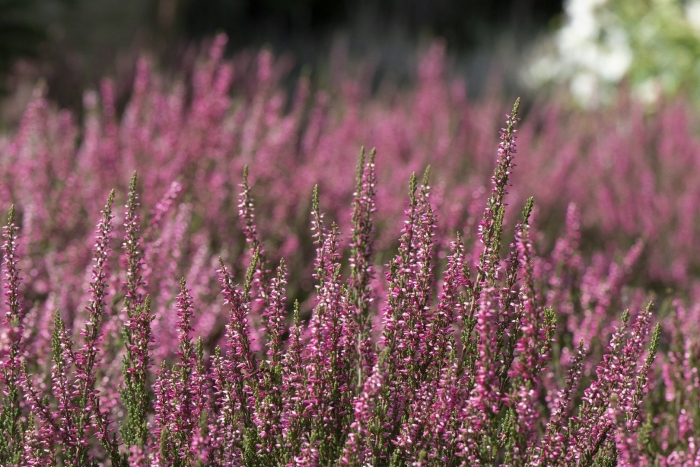 Вереск обыкновенный calluna vulgaris