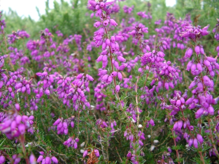 Медоносные верески