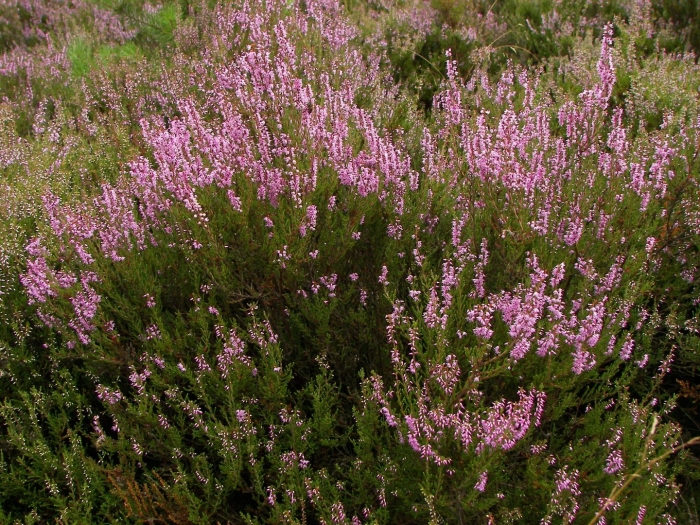 Calluna vulgaris ‘tib’