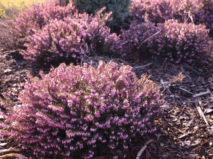 Эрика дарленская kramer's rote