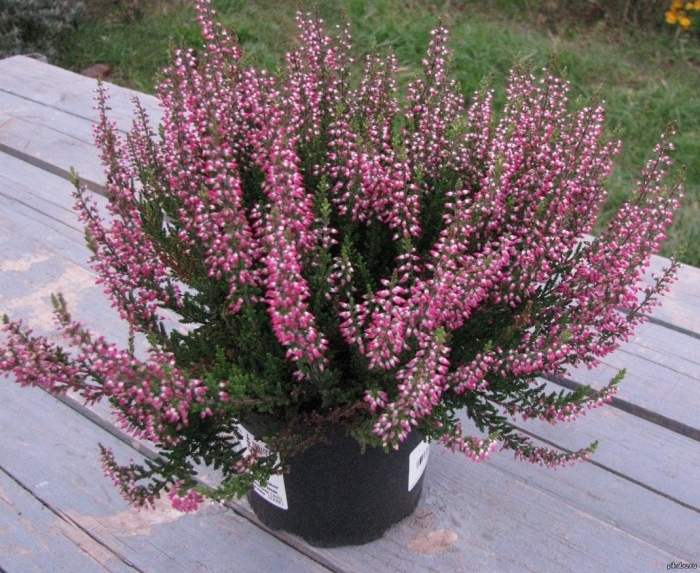 Вереск бадблюмерс