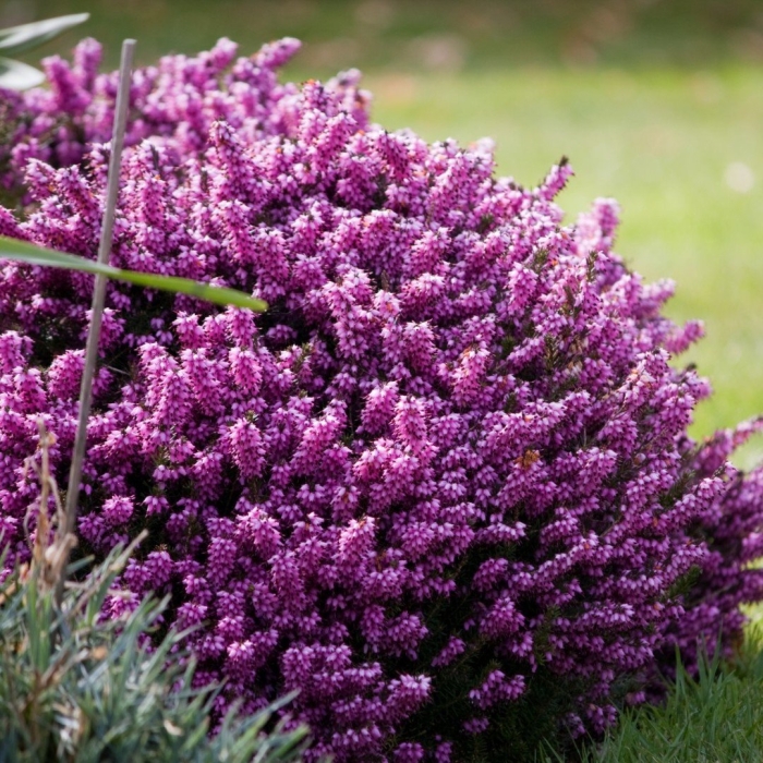 Вереск куст