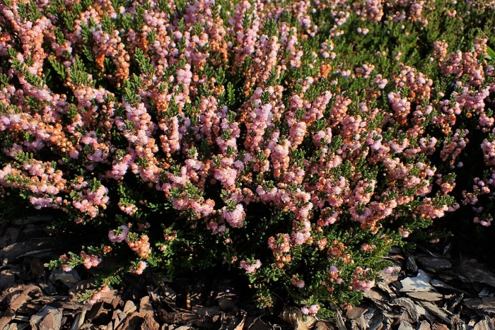 Calluna vulgaris 'radnor'