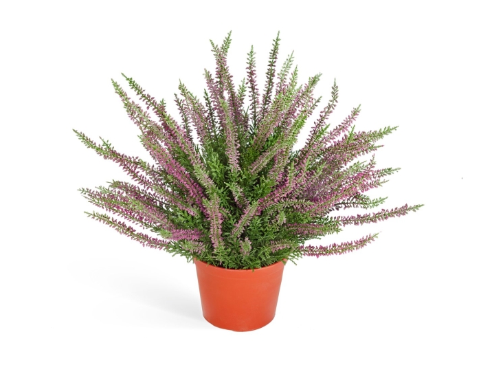 Вереск эрика