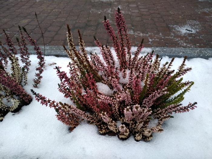 Вереск обыкновенный аллегро