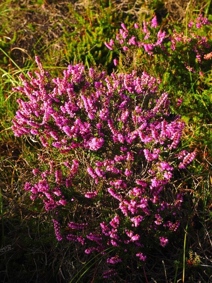 Calluna vulgaris