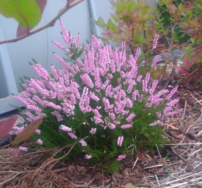 Вереск обыкновенный аллегро