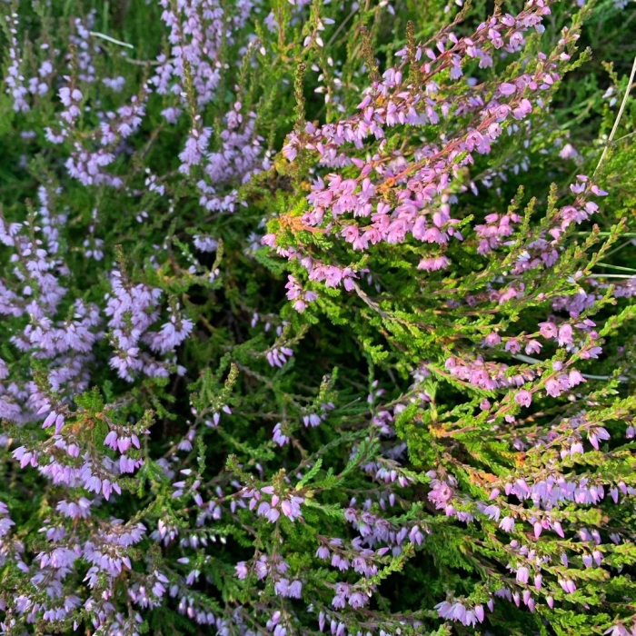 Вереск обыкновенный alicia