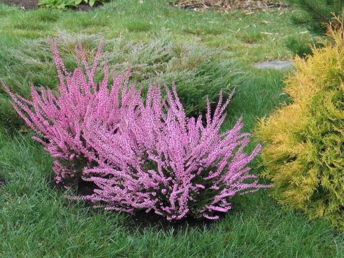 Вереск кармен