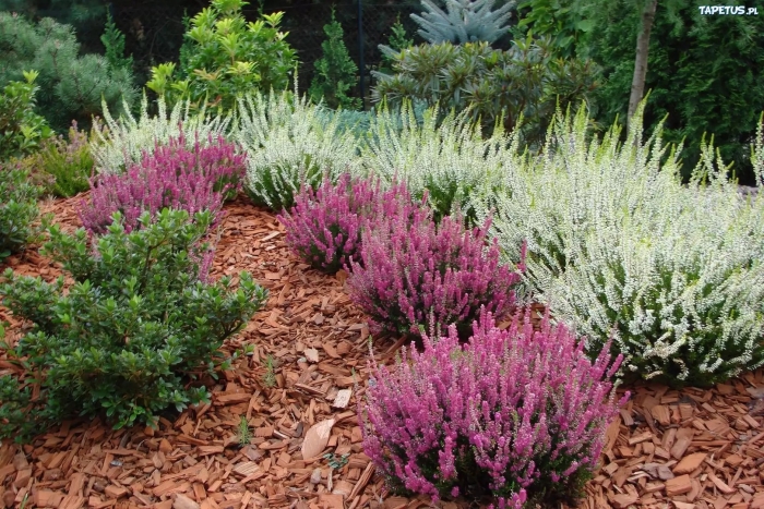 Вереск цветок садовый