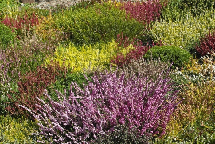 Calluna vulgaris 'аметист