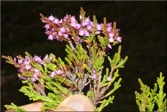 Вереск обыкновенный боскуп