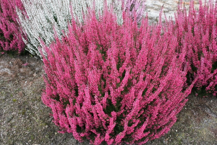 Вереск aphrodite