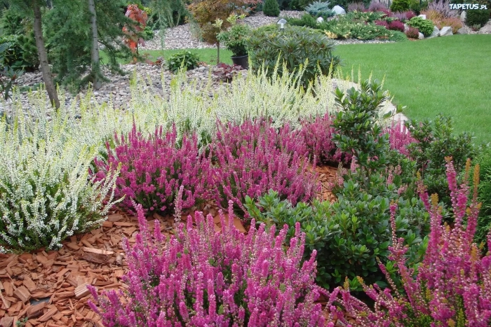 Вереск эрика дарленская