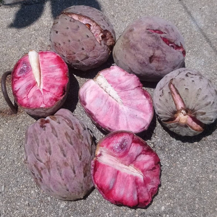 Фрукт черимойя