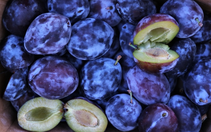 Слива синяя