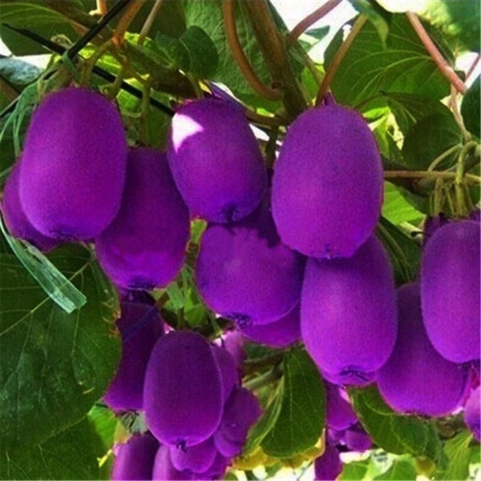 Актинидия пурпурная