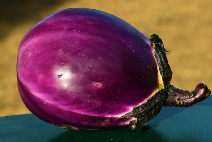 Баклажан сорт гелиос