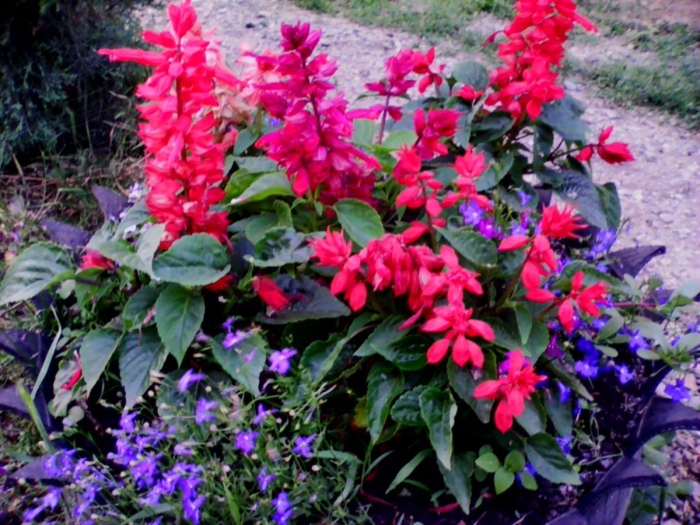 Лобелия и сальвия