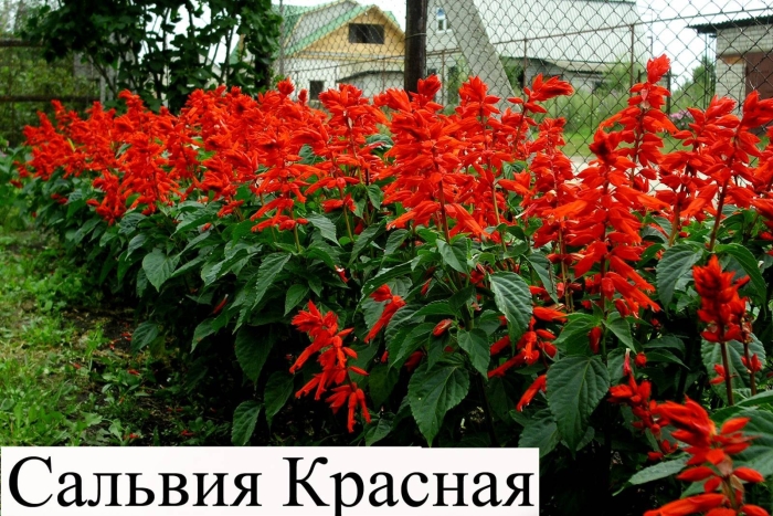 Сальвия кардинал