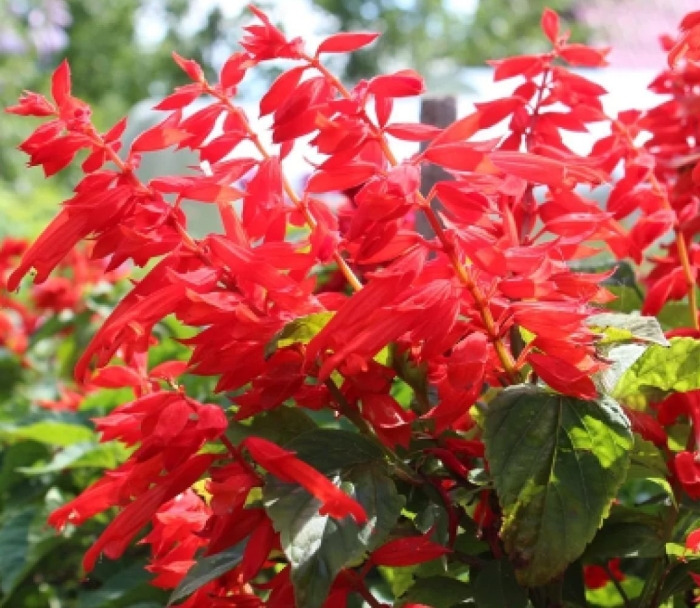 Сальвия огненная