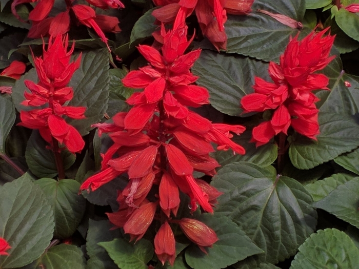 Сальвия редди брайт ред