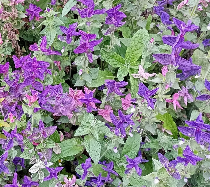 Сальвия хорминум