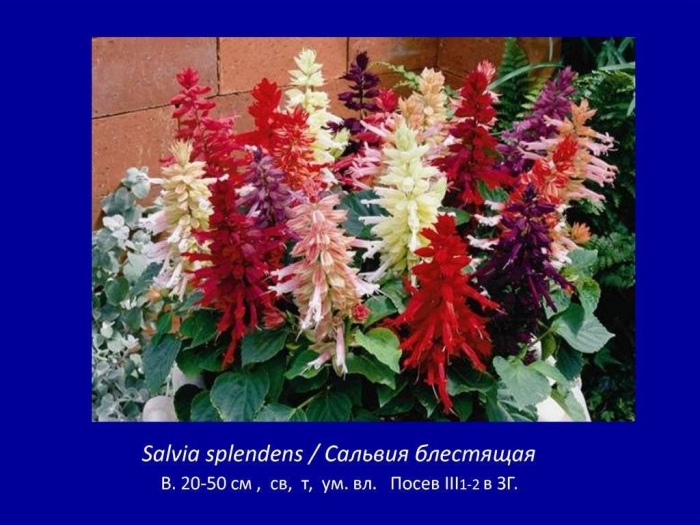 Сальвия однолетник